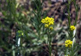 Attēlu rezultāti vaicājumam “Helichrysum arenarium flower”