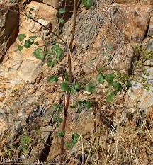 Attēlu rezultāti vaicājumam “Pastinaca sativa subsp. sylvestris”