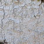 Attēlu rezultāti vaicājumam “Arthonia leucopellaea”