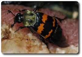 Attēlu rezultāti vaicājumam “Silphidae”