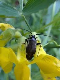 Attēlu rezultāti vaicājumam “Adelphocoris seticornis”