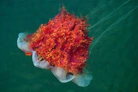 Image result for Cyanea capillata