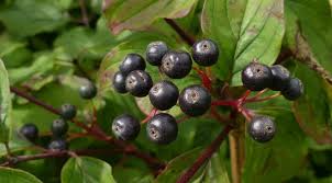 Attēlu rezultāti vaicājumam “Cornus sanguinea fruit”