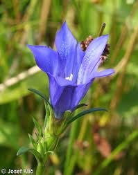 Attēlu rezultāti vaicājumam “Gentiana pneumonanthe flower”