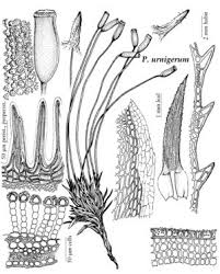 Attēlu rezultāti vaicājumam “Pogonatum dentatum”