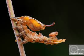 Attēlu rezultāti vaicājumam “Stauropus fagi”