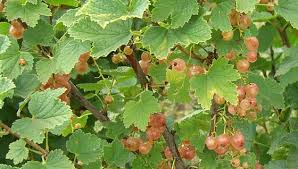 Attēlu rezultāti vaicājumam “Ribes rubrum fruit”