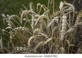 Attēlu rezultāti vaicājumam “Triticum aestivum”