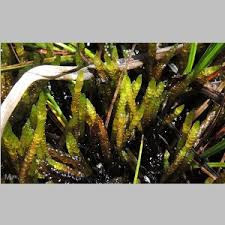 Attēlu rezultāti vaicājumam “Calliergon trifarium”