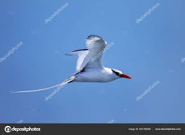 Image result for Phaethon aethereus