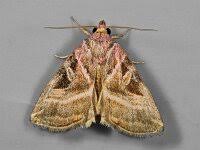 Attēlu rezultāti vaicājumam “Eucarta virgo”