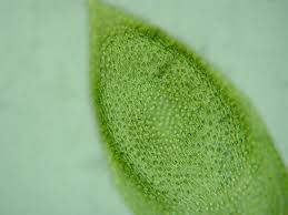 Attēlu rezultāti vaicājumam “Pterigynandrum filiforme”