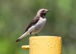 Image result for Oenanthe pleschanka