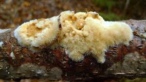 Attēlu rezultāti vaicājumam “Oxyporus corticola”