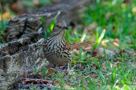 Image result for Toxostoma rufum