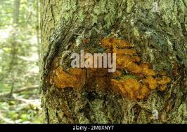 Attēlu rezultāti vaicājumam “Phellinus chrysoloma”