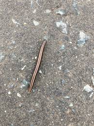 Attēlu rezultāti vaicājumam “Ommatoiulus sabulosus aimatopodus”