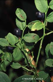 Attēlu rezultāti vaicājumam “Vaccinium myrtillus”