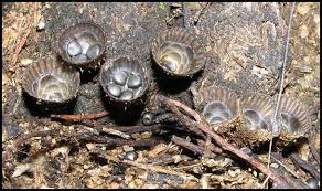 Attēlu rezultāti vaicājumam “Cyathus striatus”
