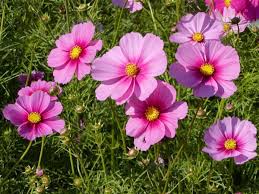 Image result for Cosmos bipinnatus