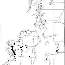 Attēlu rezultāti vaicājumam “Bryum neodamense”