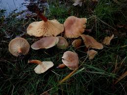 Attēlu rezultāti vaicājumam “Didymium xanthopus spores”