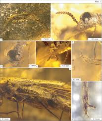 Attēlu rezultāti vaicājumam “Hylecoetus dermestoides female”