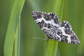 Attēlu rezultāti vaicājumam “Epirrhoe tristata imago”