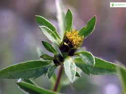 Attēlu rezultāti vaicājumam “Bidens tripartita flower”