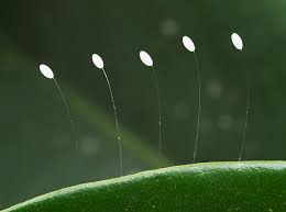 Attēlu rezultāti vaicājumam “Chrysopidae eggs”