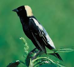 Image result for Dolichonyx oryzivorus