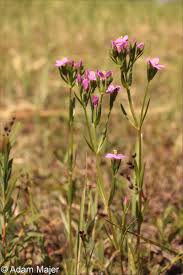 Attēlu rezultāti vaicājumam “Centaurium littorale flower”