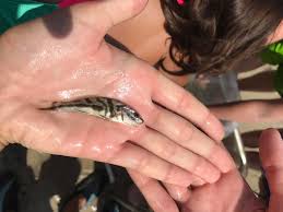 Image result for Menticirrhus saxatilis