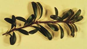 Attēlu rezultāti vaicājumam “Exobasidium uvae-ursi”