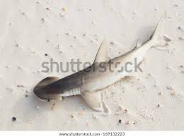 Image result for Sphyrna tiburo