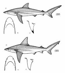 Image result for Carcharhinus obscurus