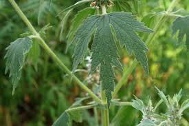 Attēlu rezultāti vaicājumam “Leonurus quinquelobatus”