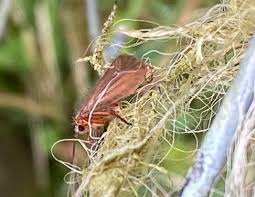 Attēlu rezultāti vaicājumam “Chaetopteryx villosa”