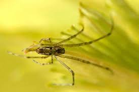 Attēlu rezultāti vaicājumam “Tetragnatha montana”