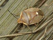 Attēlu rezultāti vaicājumam “Chlorochroa pinicola”