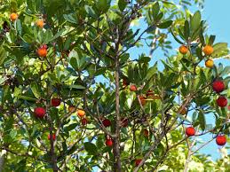 Attēlu rezultāti vaicājumam “Trientalis europaea fruit”