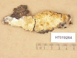 Attēlu rezultāti vaicājumam “Antrodia mellita”