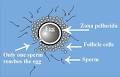 the <b>fertilization</b> process