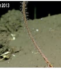 Attēlu rezultāti vaicājumam “Cribraria costata stalked”