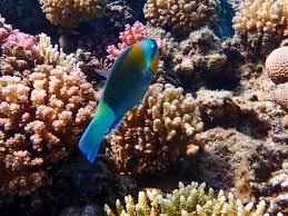 Image result for Chlorurus sordidus