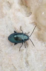 Attēlu rezultāti vaicājumam “Altica sp.”