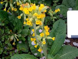 Attēlu rezultāti vaicājumam “Primula veris var. rubra flower”
