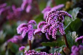 Image result for Bergenie