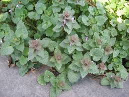 Attēlu rezultāti vaicājumam “Lamium purpureum leaf”