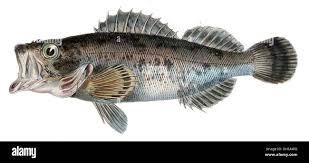 Image result for Sebastes